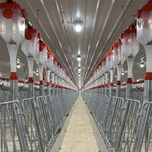 automatyczny system karmienia z łańcuchem talerzowym dla świń